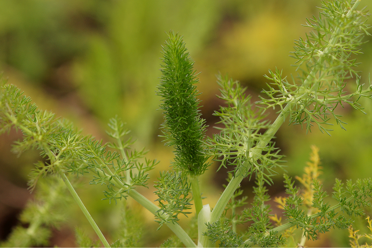 Foeniculum vulgare - Fenchel