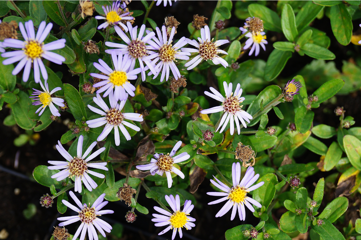 Aster ageratoides 'Adustus Nanus'