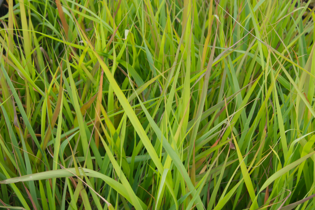 Eragrostis spectabilis