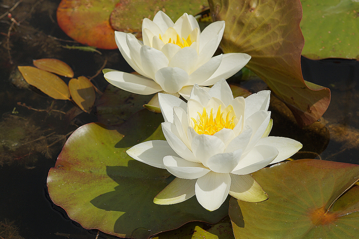 Nymphaea tuberosa 'Pöstlingberg'