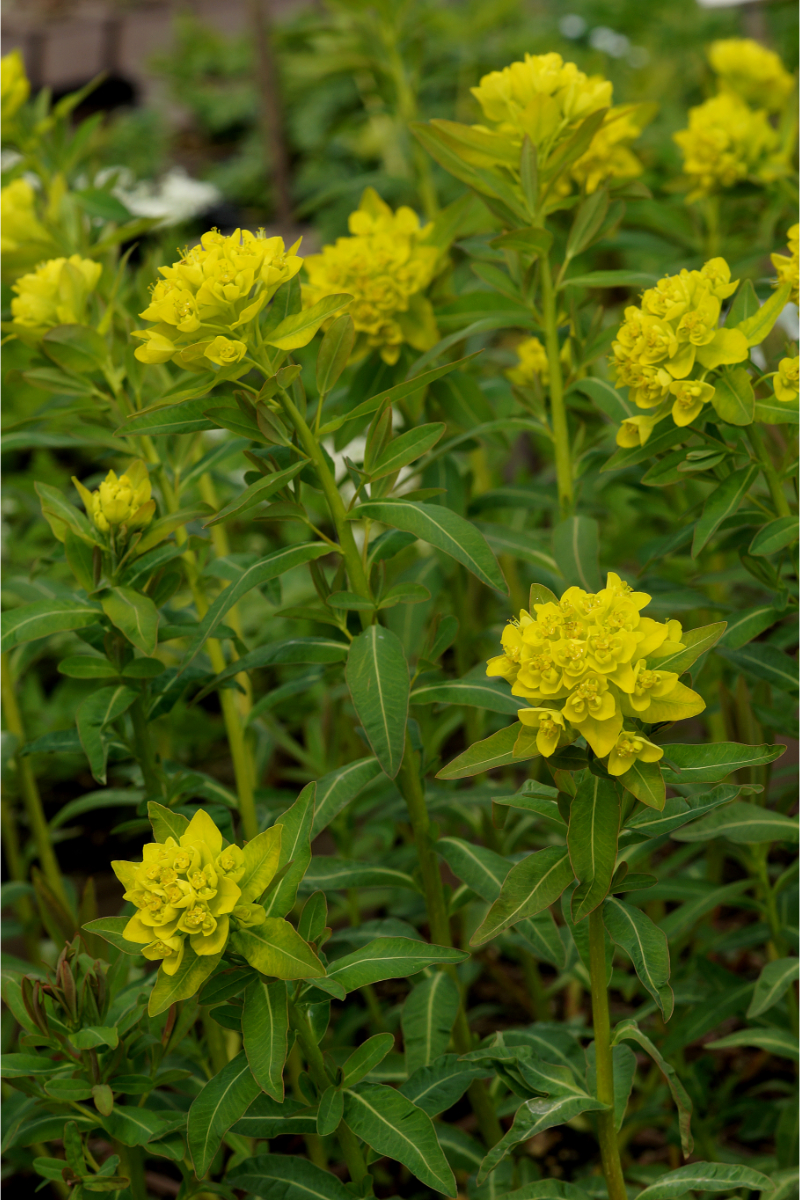 Euphorbia palustris 'Walenburgs Glorie'