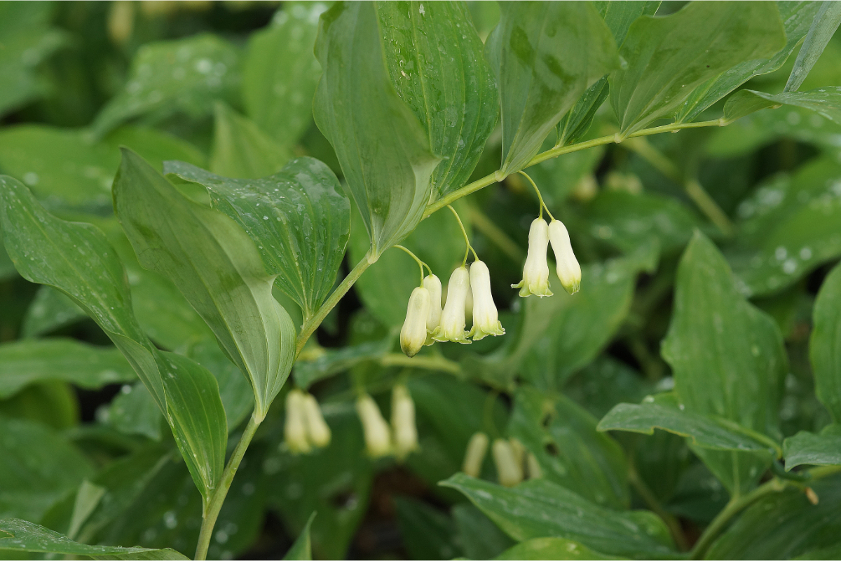 Polygonatum Hybride 'Weihenstephan' - Salomonssiegel