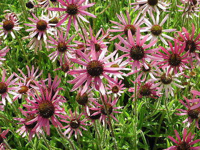 Echinacea tennesseensis 'Rocky Top Hybriden'