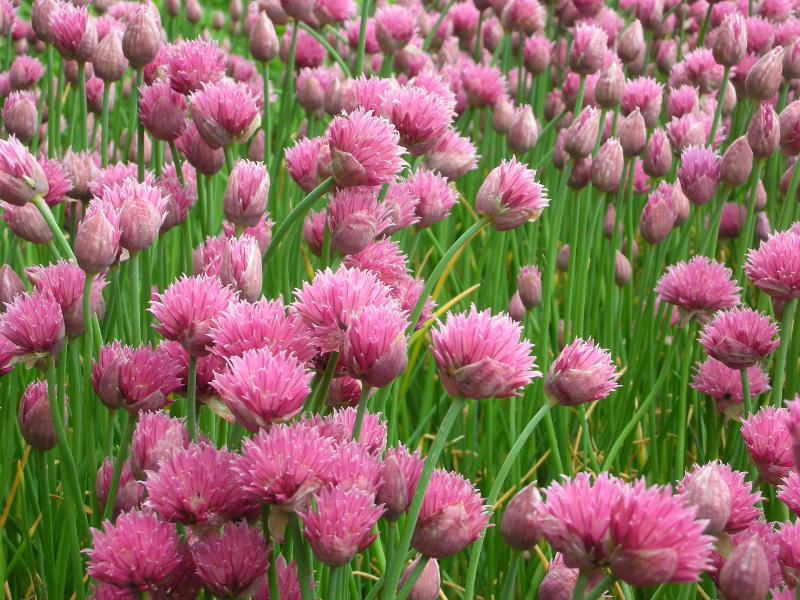 Allium schoenoprasum 'Forescate'
