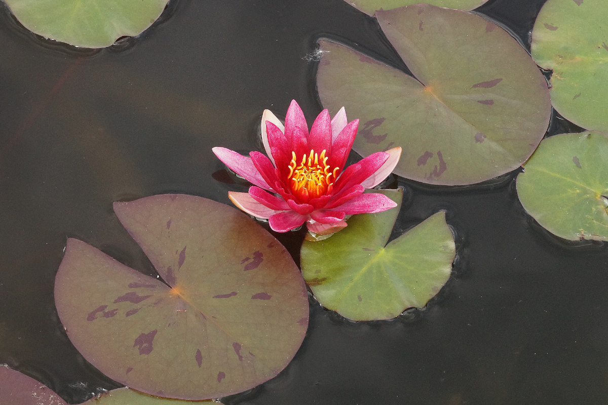 Nymphaea Hybride 'Laydekeri Lilacea'