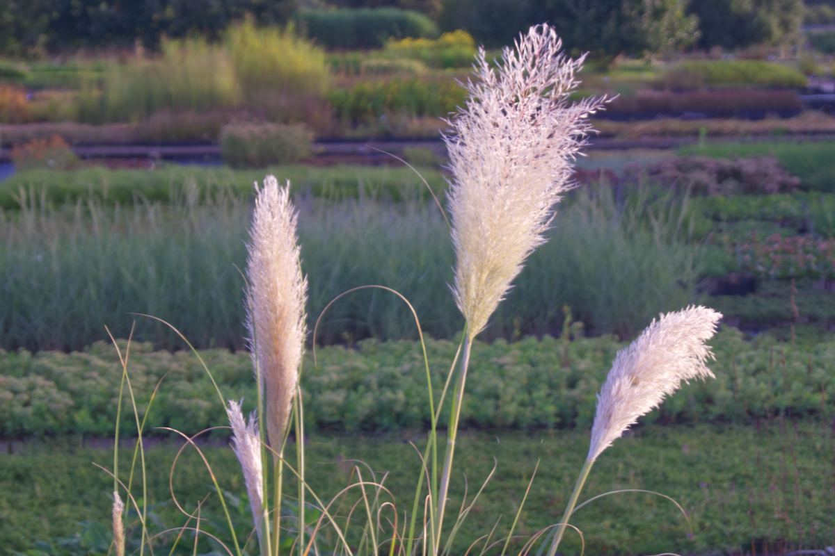 Cortaderia selloana - Pampasgras