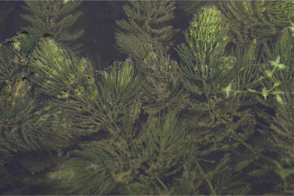 Ceratophyllum demersum
