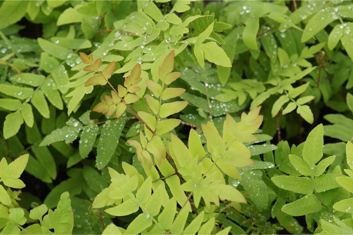Osmunda regalis 'Purpurascens' gen. - Purpurkönigsfarn