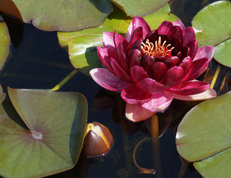 Nymphaea Hybride 'Almost Black'