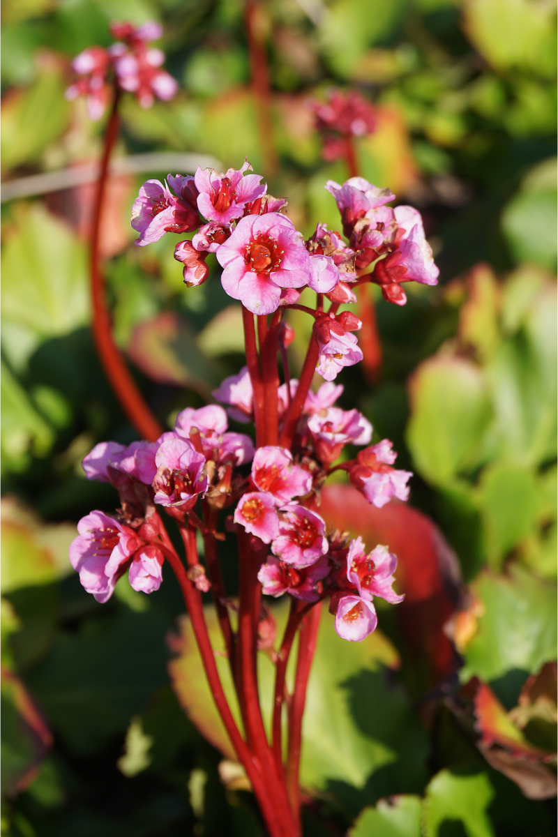 Bergenia Hybride 'Herbstblüte'