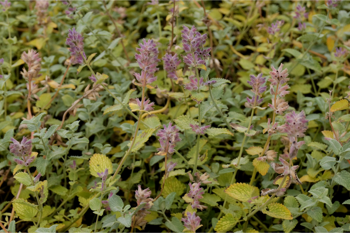 Nepeta racemosa 'Superba'