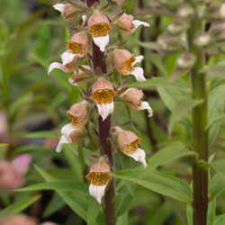 digitalis_lanata_1-250px.jpg