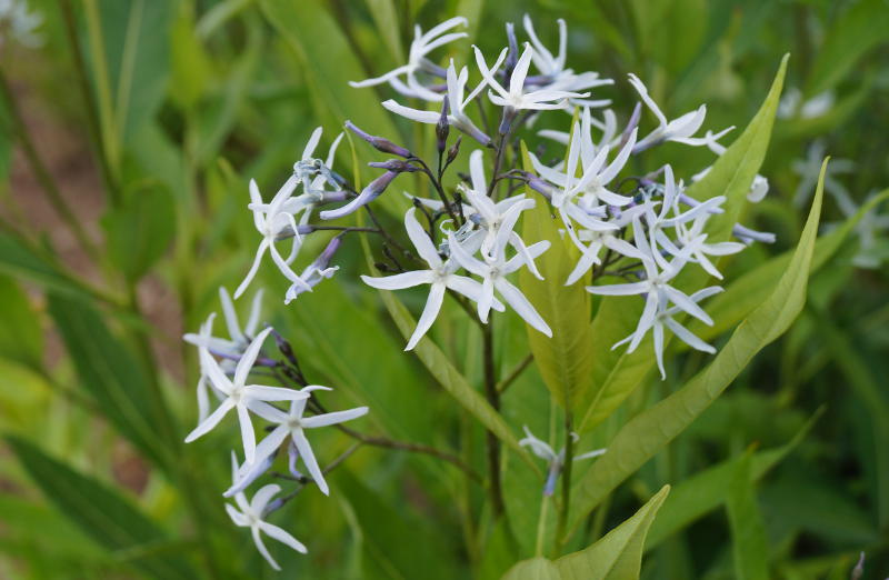 Amsonia tabernaemontana