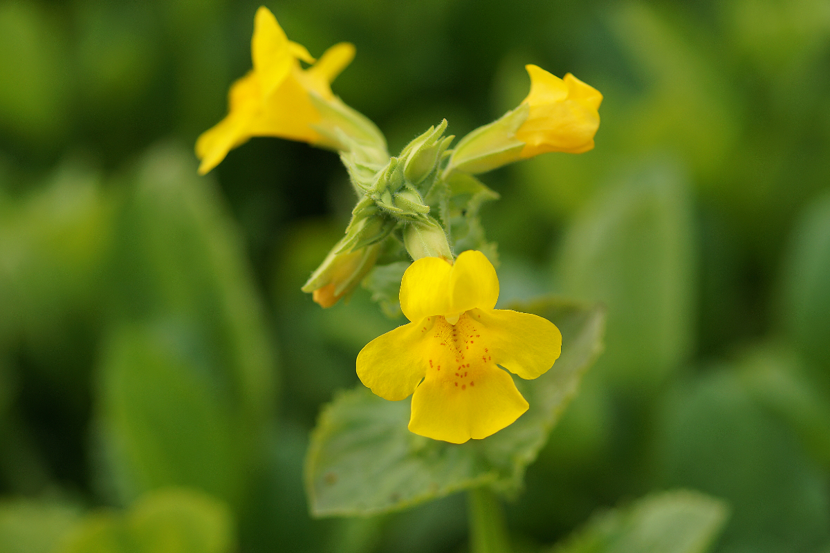 Mimulus luteus