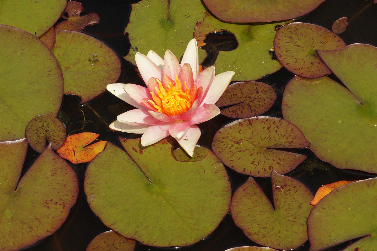 Nymphaea Hybride 'Paul Hariot'