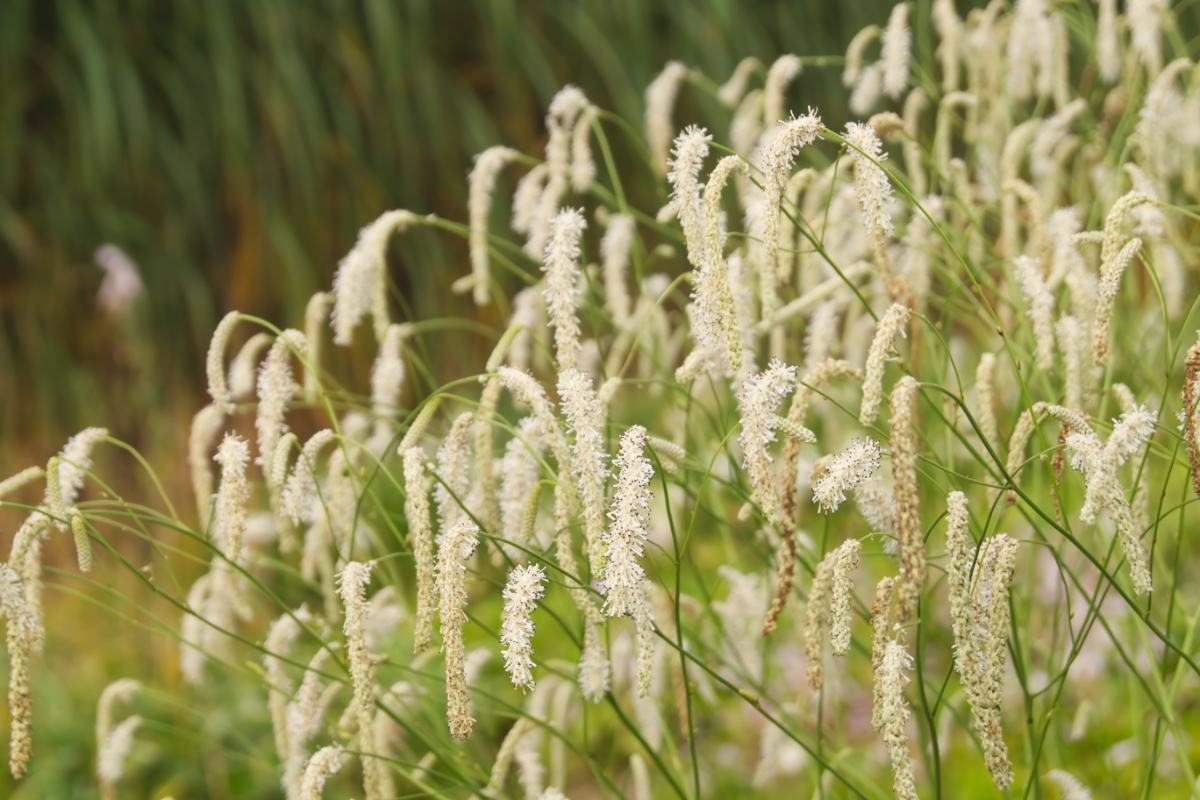Sanguisorba tenuifolia 'Alba'