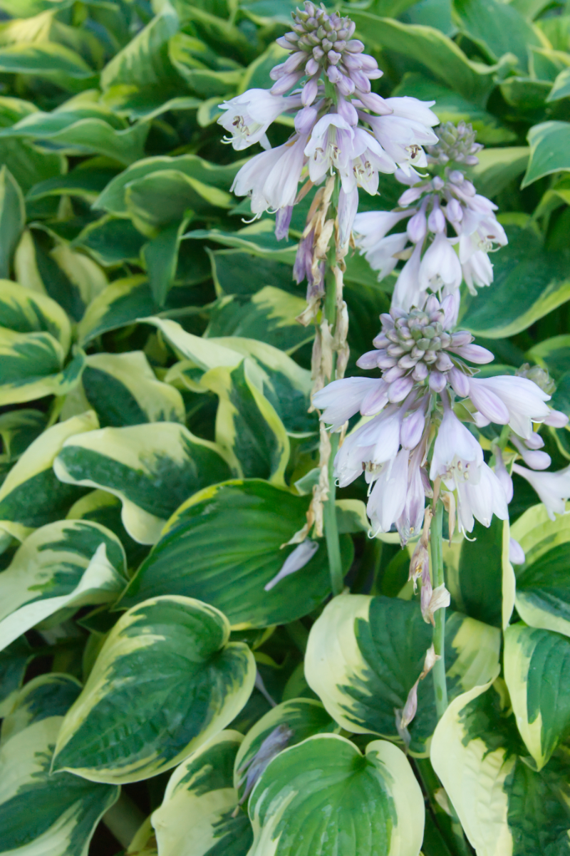 Hosta Hybride 'Wide Brim'