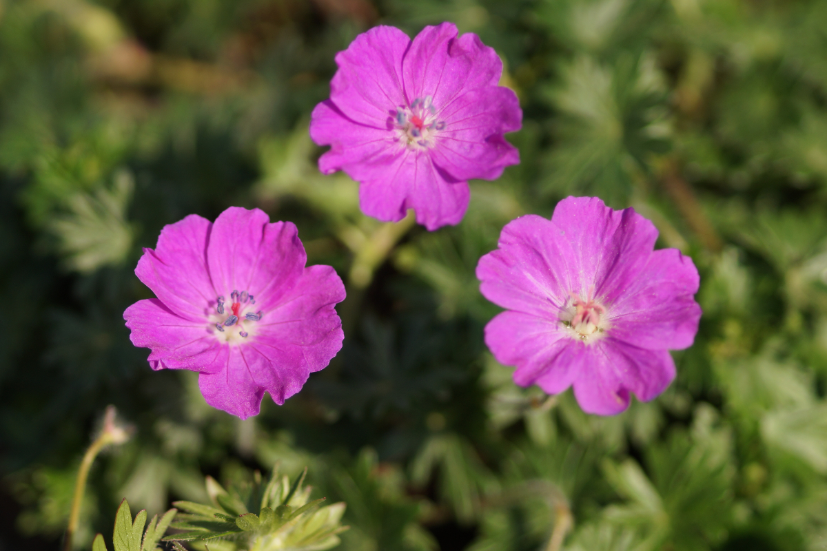 Geranium sanguineum 'Max Frei' - Blutstorchschnabel