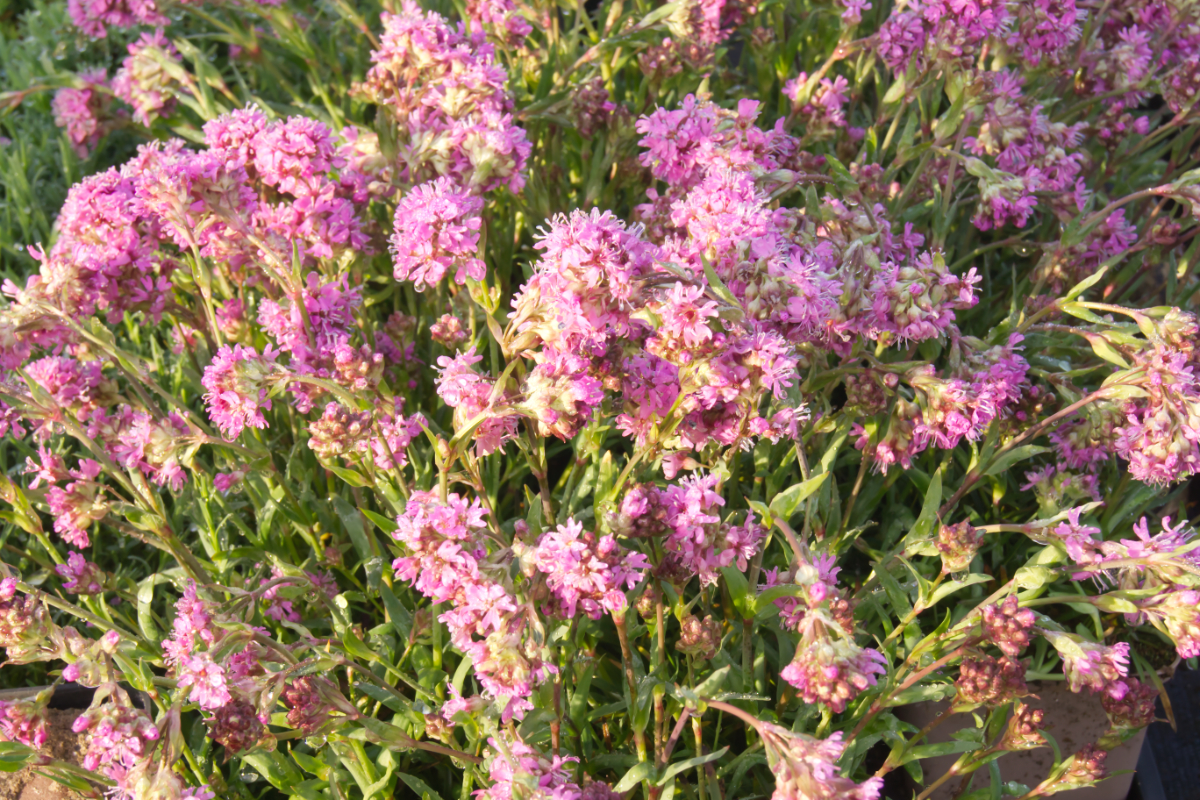Lychnis alpina (Viscaria alpina) - Alpen-Lichtnelke