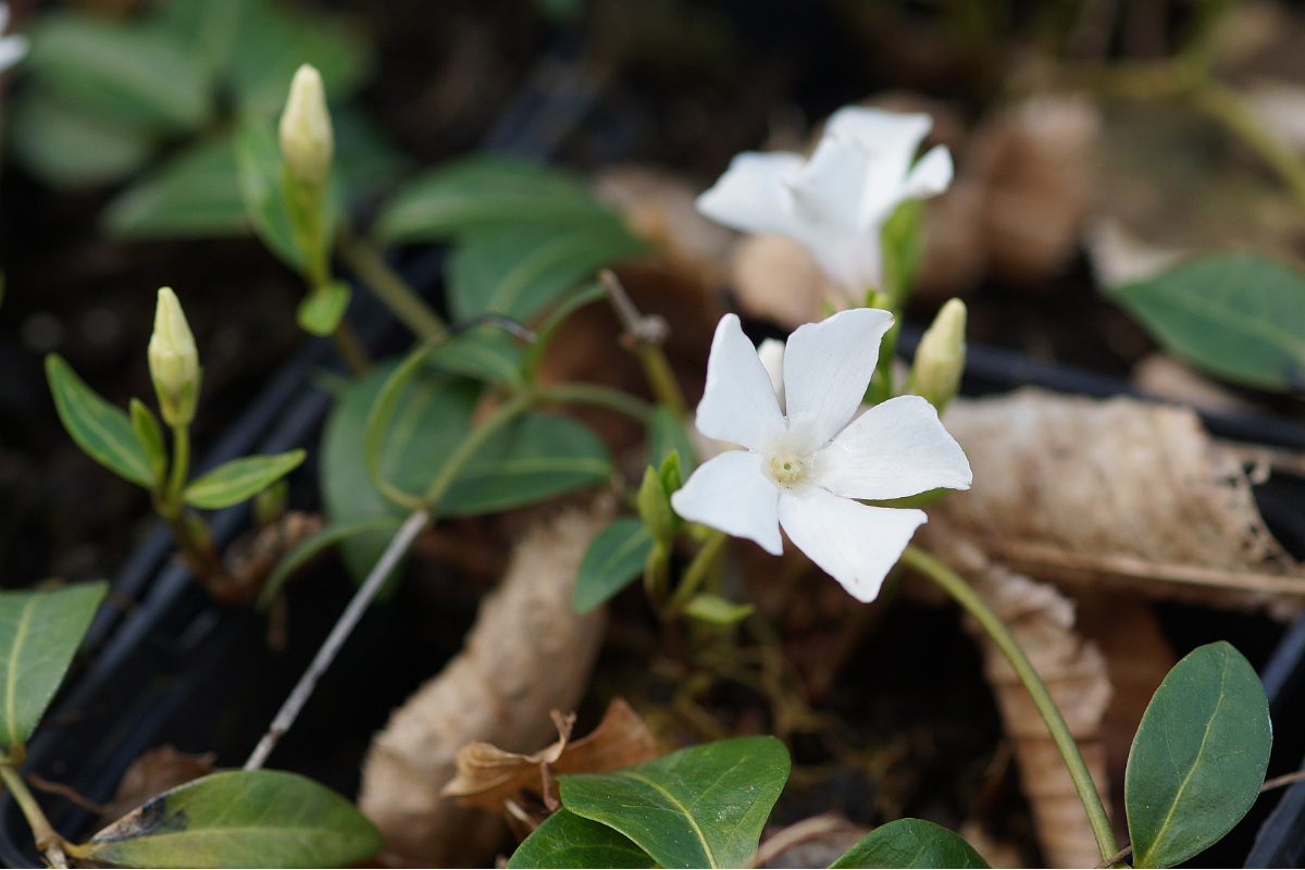 Vinca minor 'Alba'