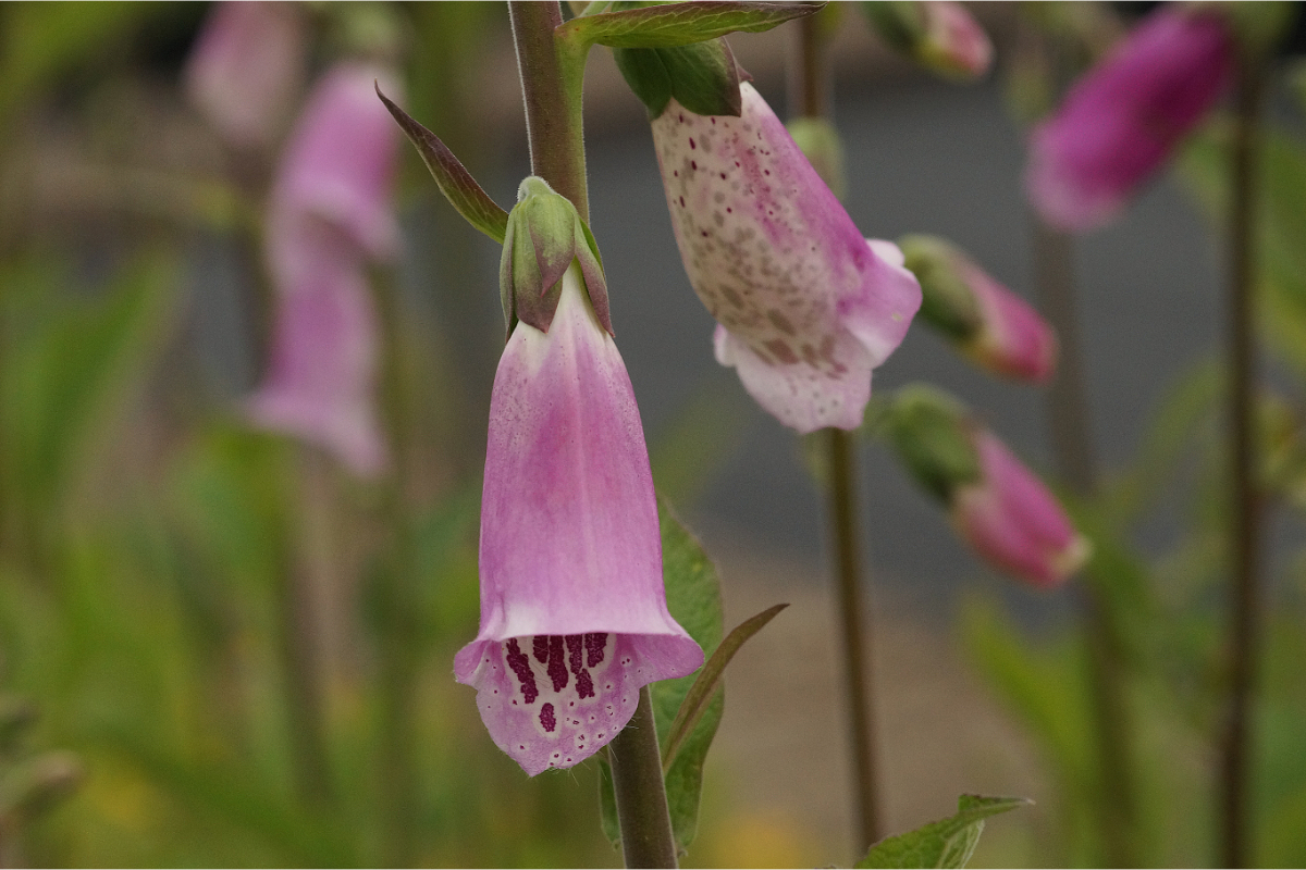 Digitalis purpurea - Heimischer Roter Fingerhut