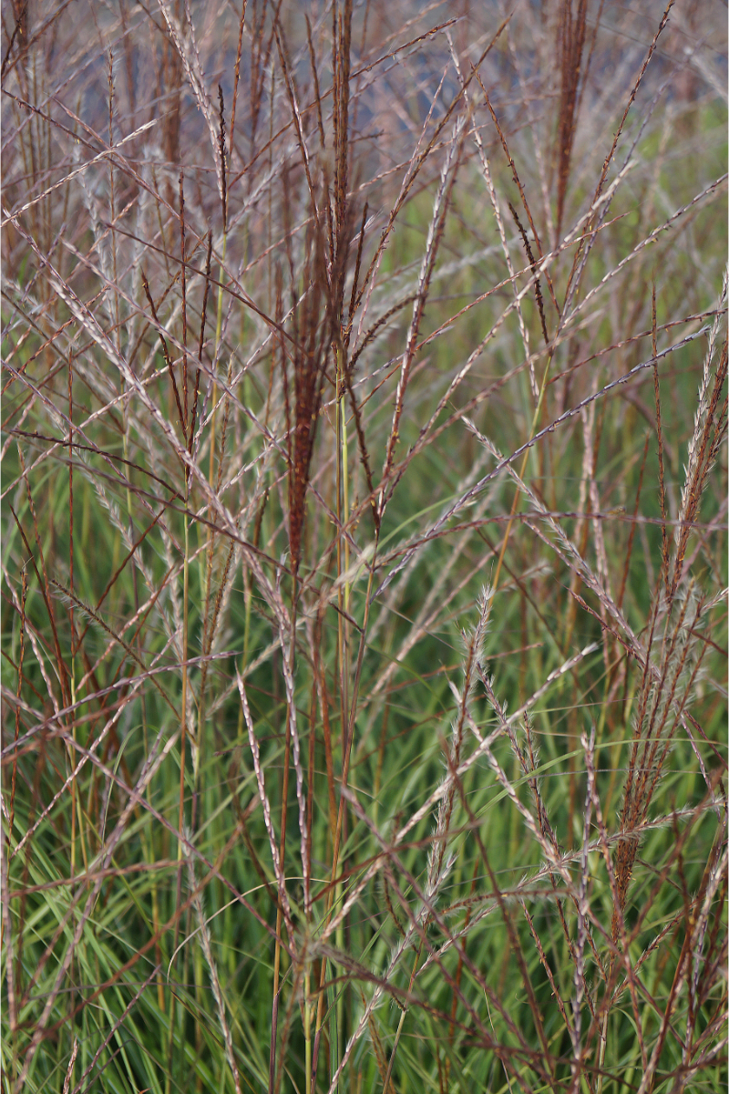 Miscanthus sinensis 'Kleine Silberspinne' - Chinaschilf