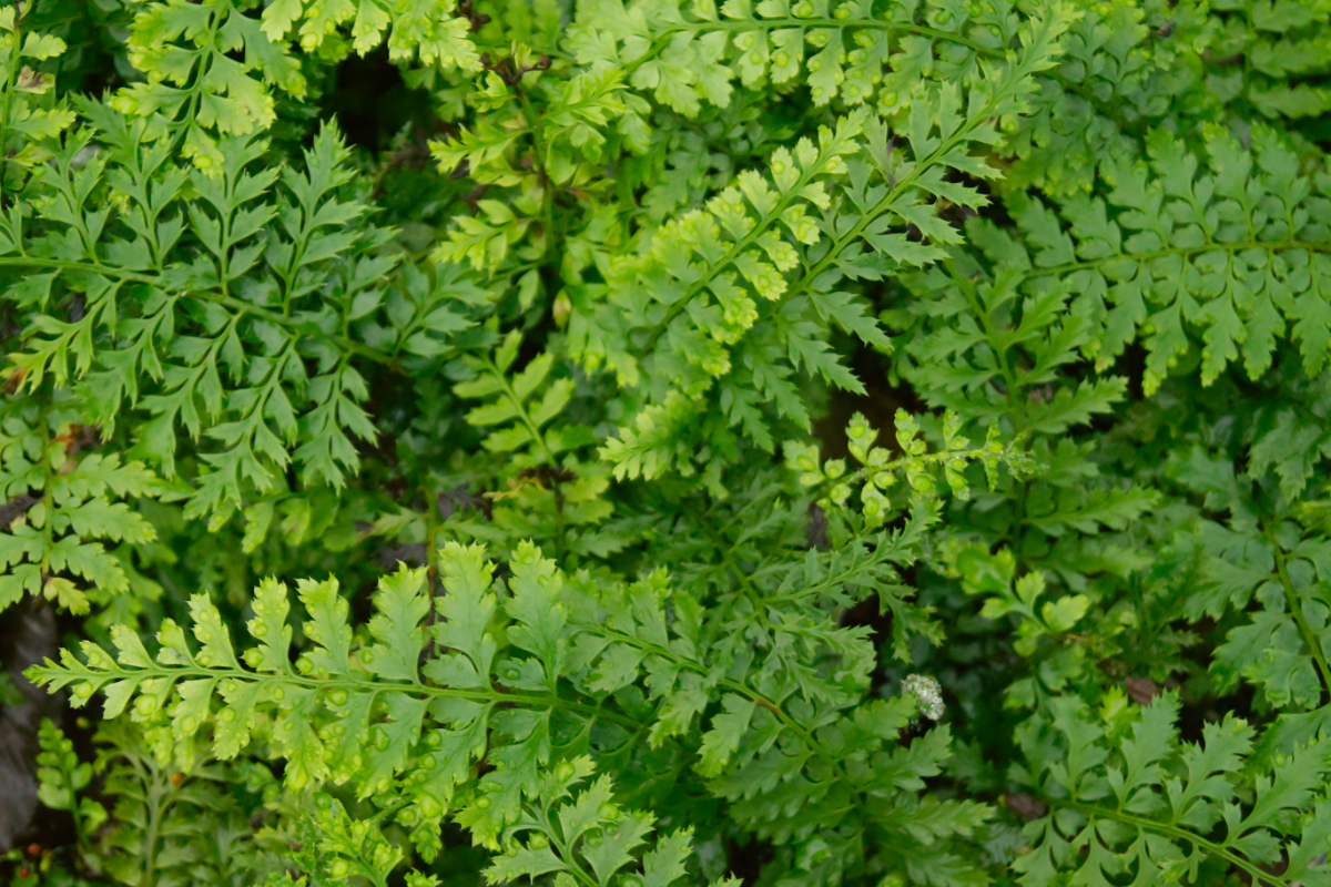 Polystichum setiferum 'Proliferum' gen. - Filigranfarn