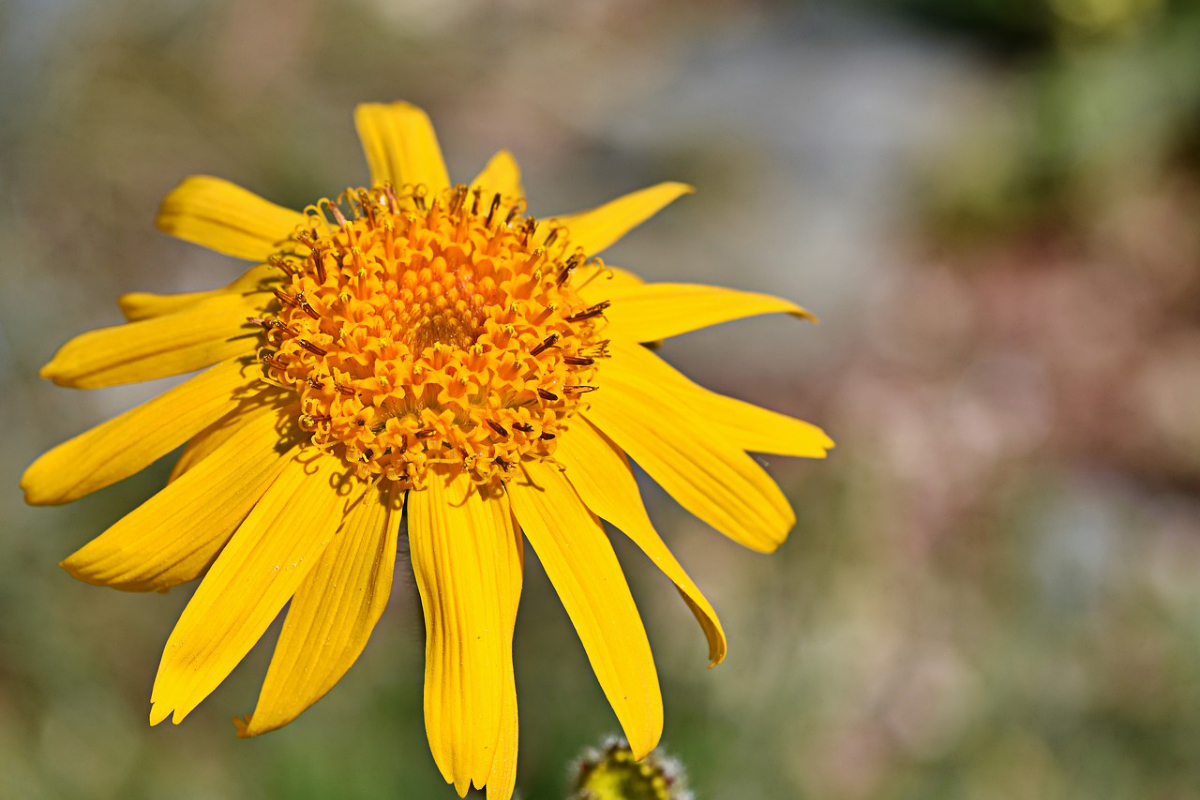 Arnica montana - Echte Arnika, Bergwohlverleih