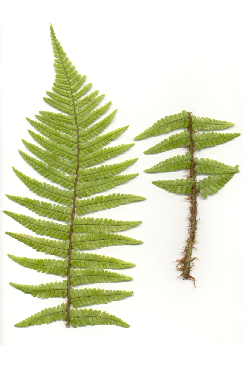 Dryopteris affinis ssp. affinis gen. - Goldschuppenfarn