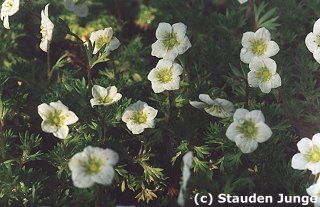 Saxifraga Arendsii-Hybr. 'Schneezwerg'
