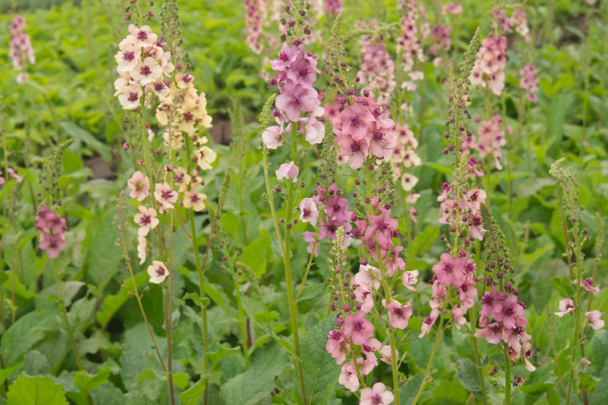 Verbascum hybridum 'Southern Charm' - Königskerze