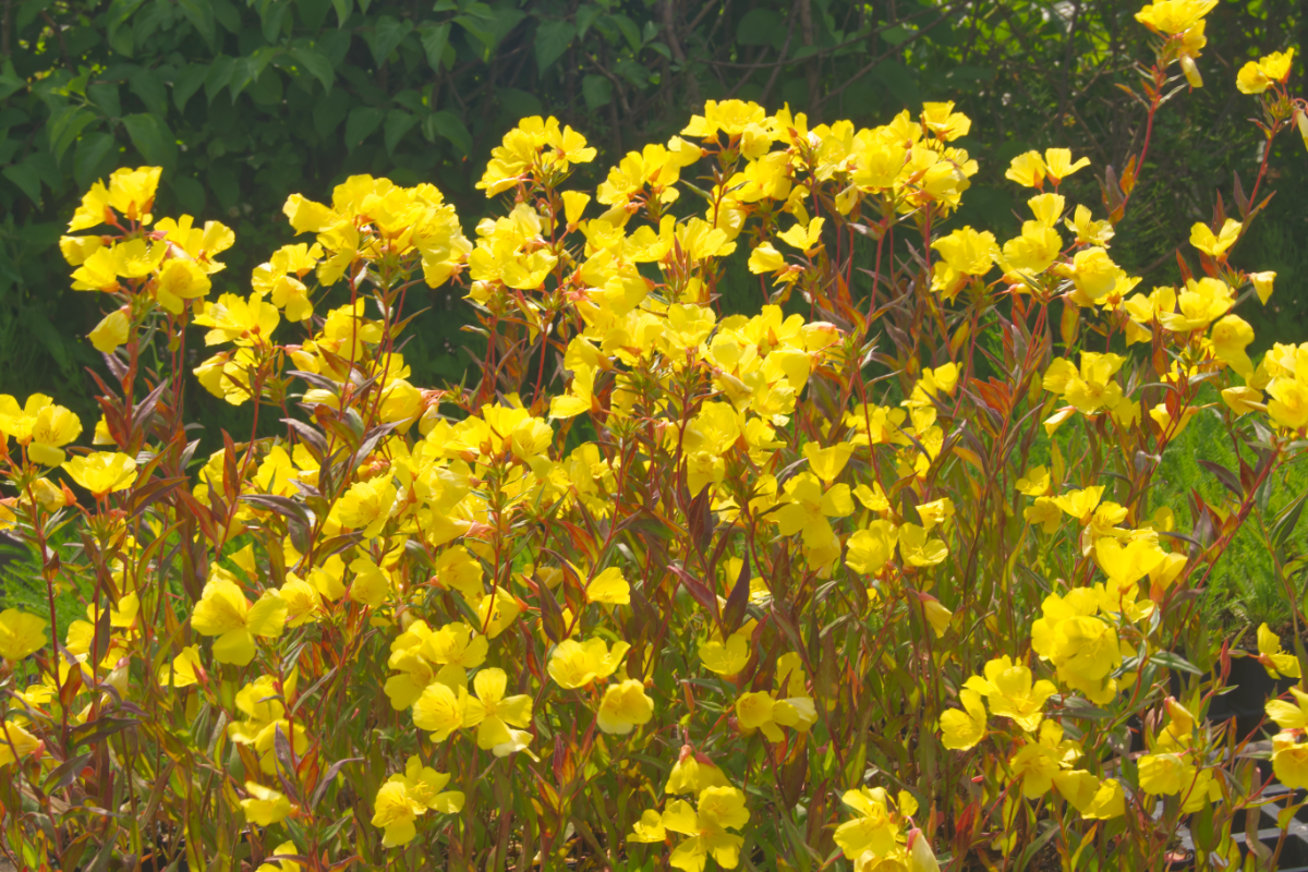 Oenothera fruticosa (tetragona) 'Erika Robin'