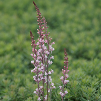 Linaria purpurea 'Canon J.Went' Linaria purpurea 'Canon J.Went'