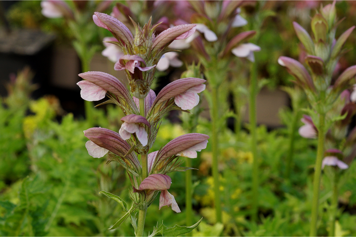 Acanthus hungaricus (balcanicus, longifolius)