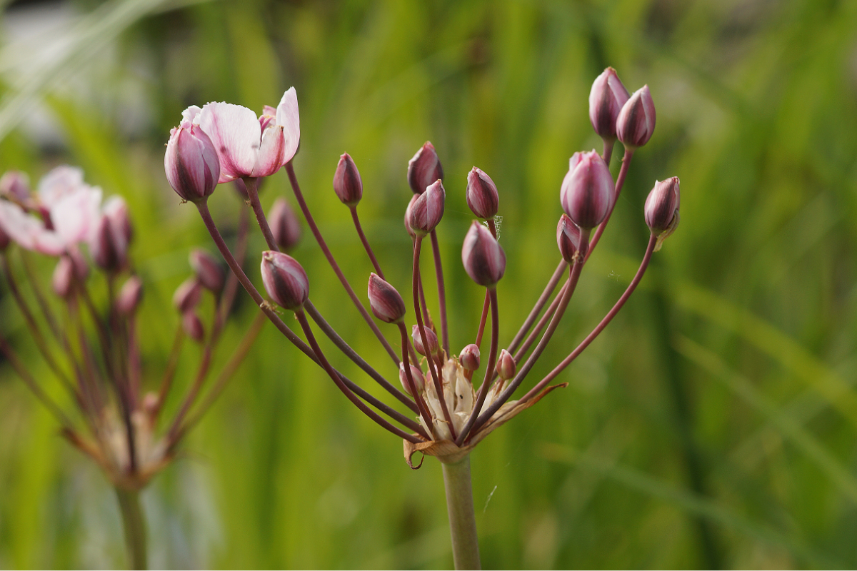 Butomus umbellatus 'Rosenrot'