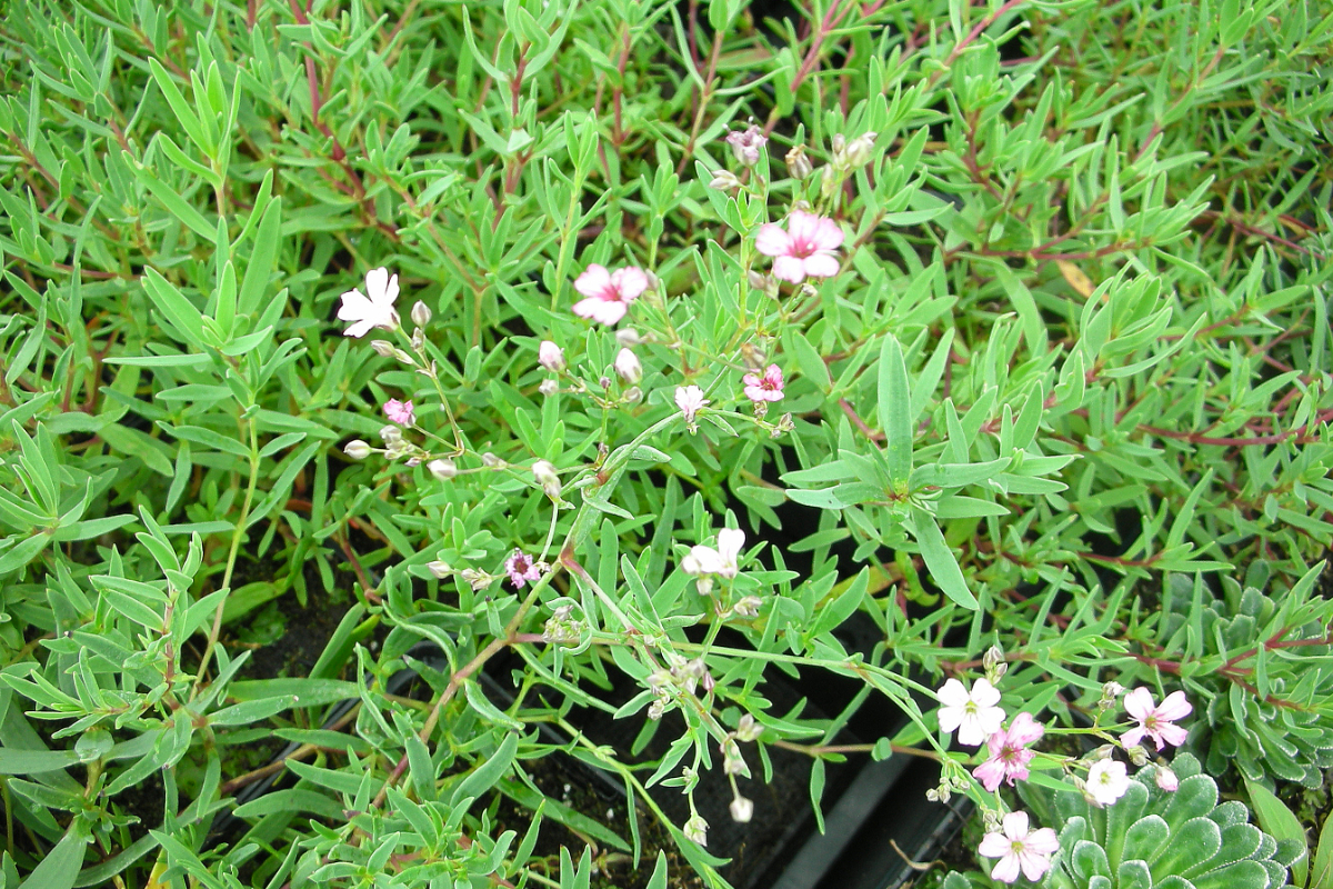 Gypsophila repens 'Rosea'