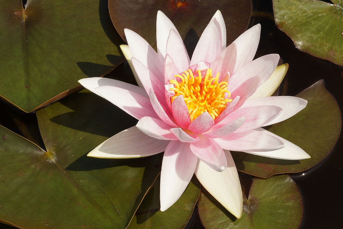 Nymphaea Hybride 'Fritz Junge' - Seerose