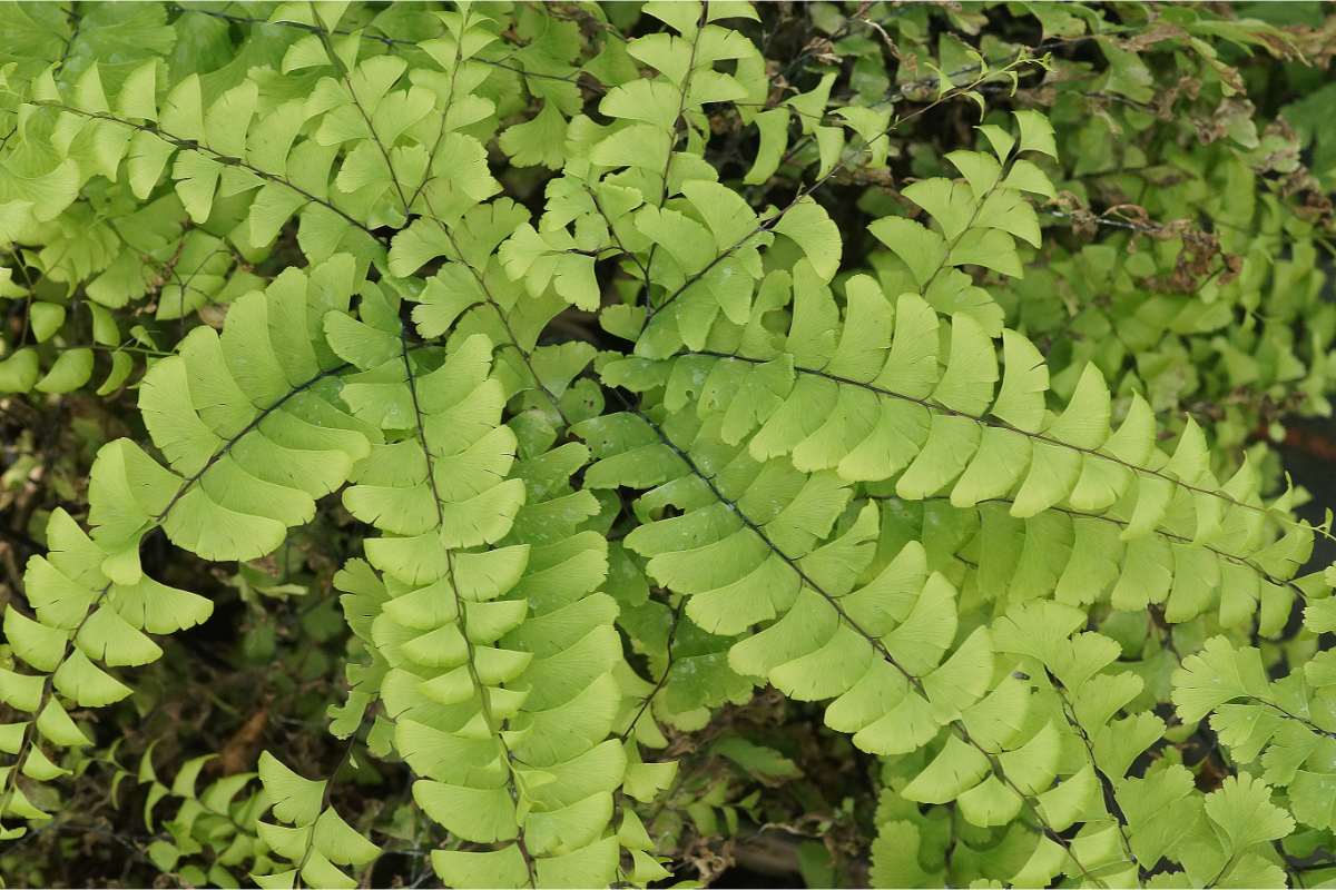 Adiantum pedatum var. aleuticum (gen.) - Krauser Pfauenradfarn