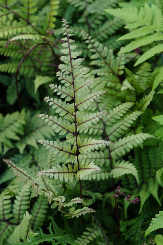 Athyrium otophorum var.okanum gen.