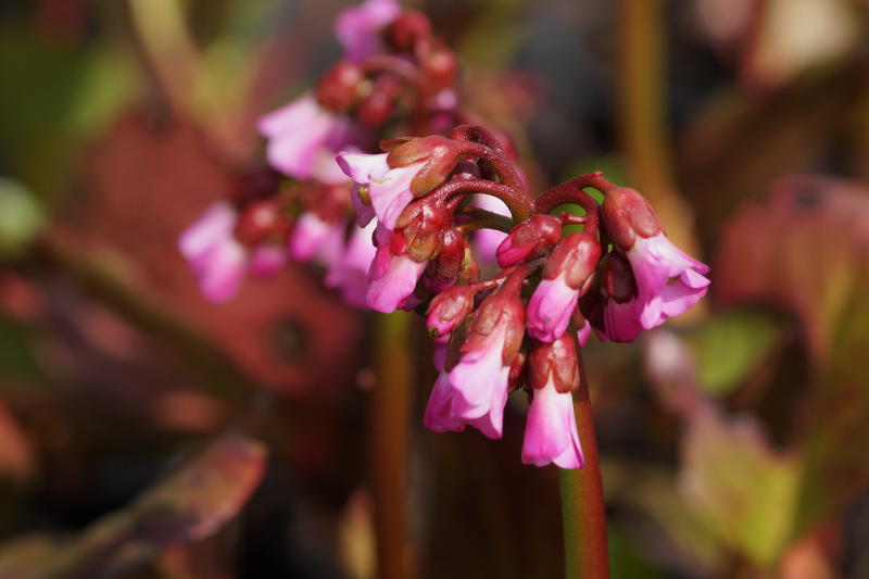 Bergenia Hybride 'Oeschberg' - Bergenie