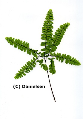 Adiantum pedatum var. aleuticum 'Imbricatum' gen.