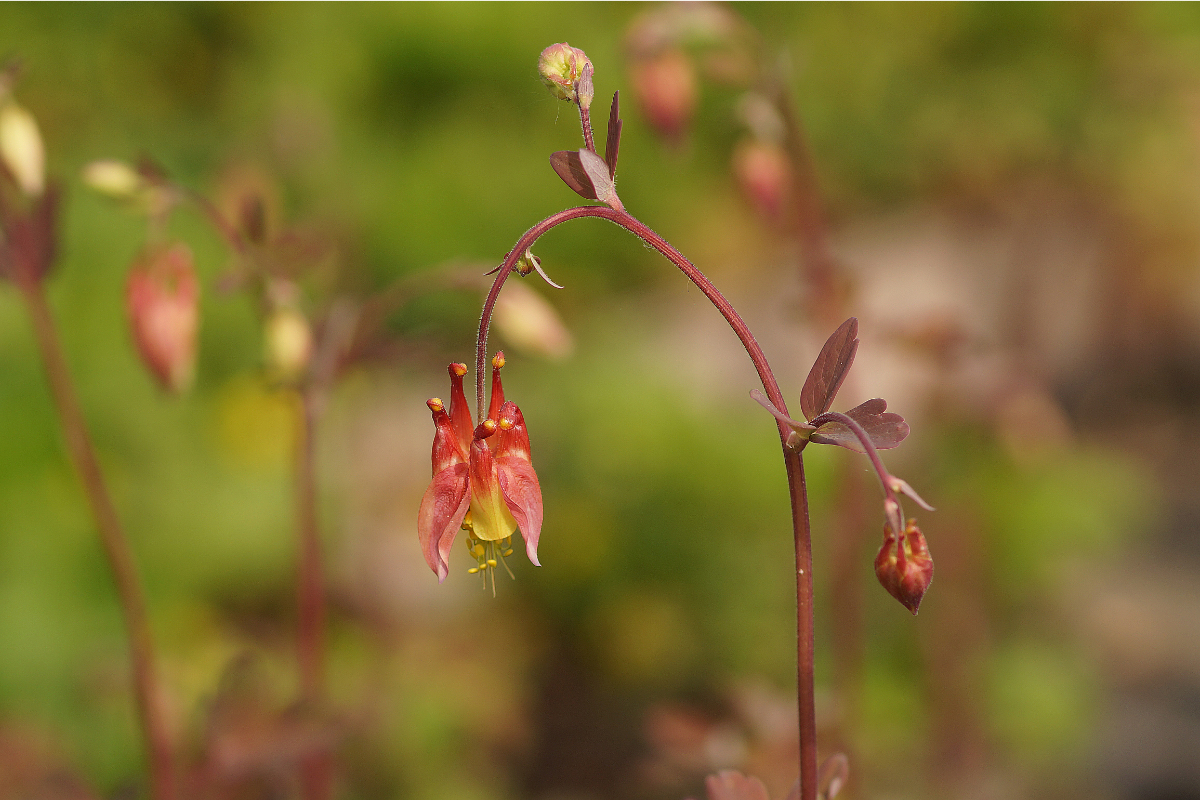Aquilegia canadensis