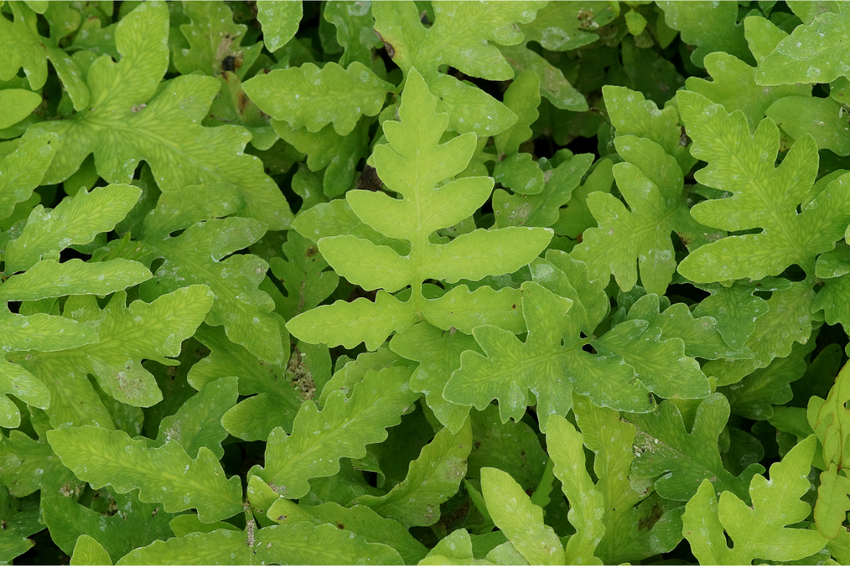 Onoclea sensibilis gen. - Perlfarn