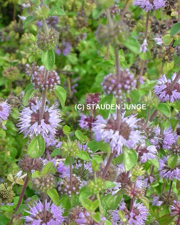Mentha pulegium