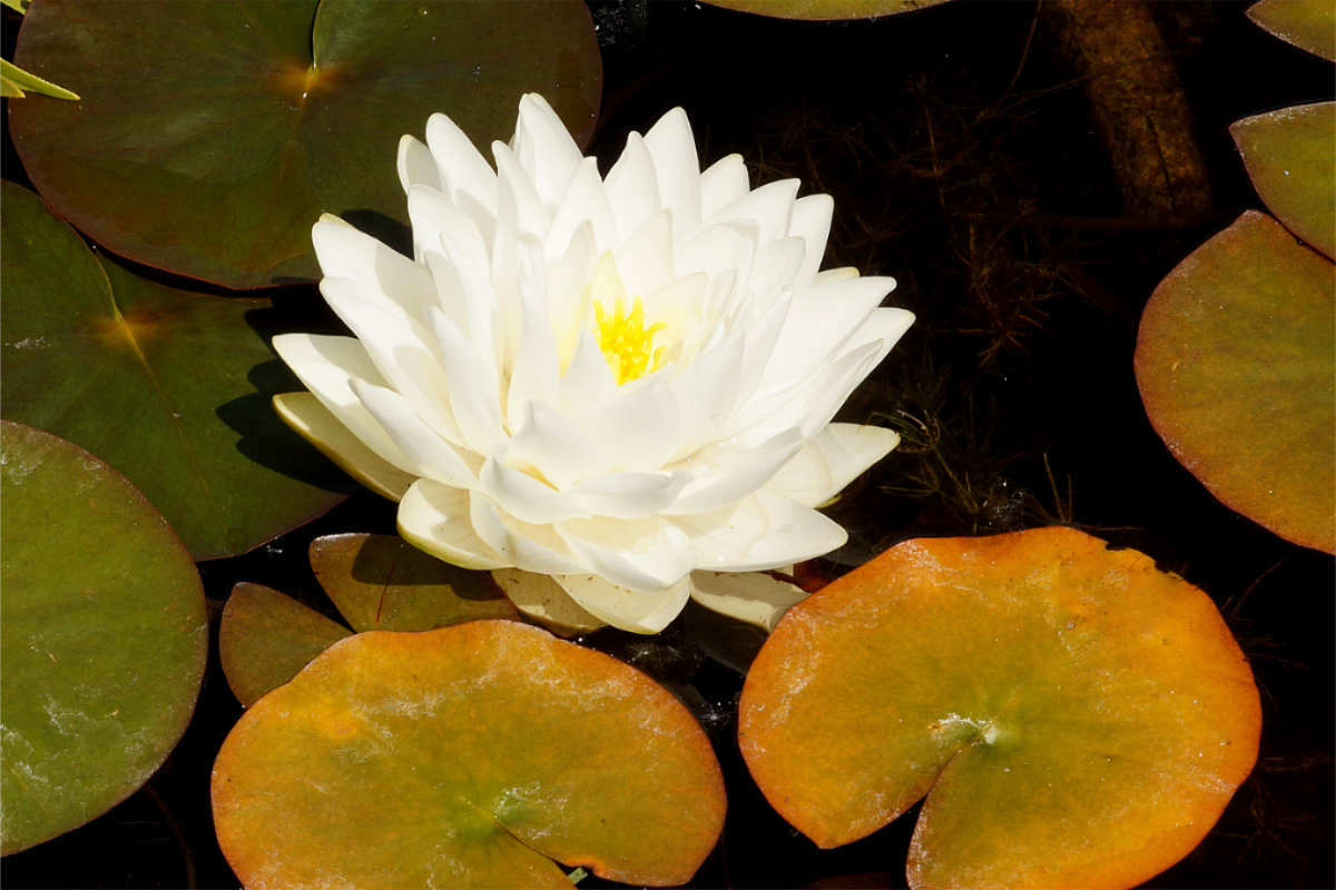 Nymphaea Hybride 'Gonnere' ('Snowball','Christal White') - Seerose