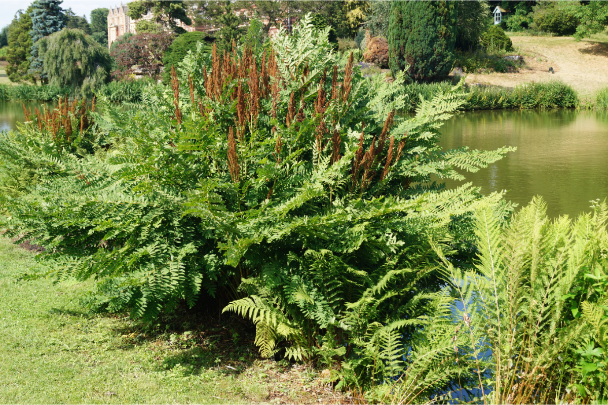 Osmunda regalis gen.