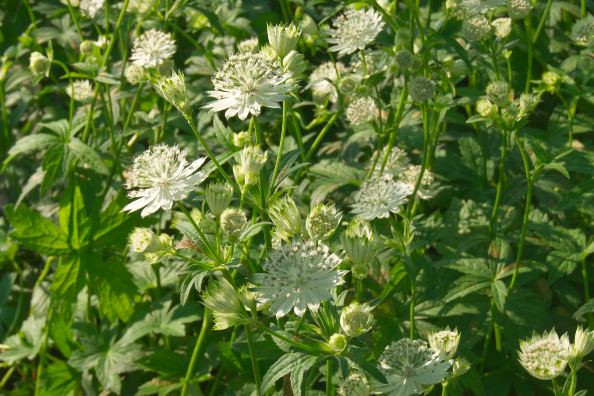 Astrantia major 'Shaggy'