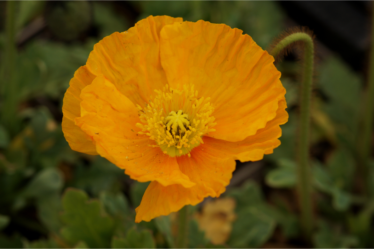 Papaver nudicaule 'Gartenzwerg'