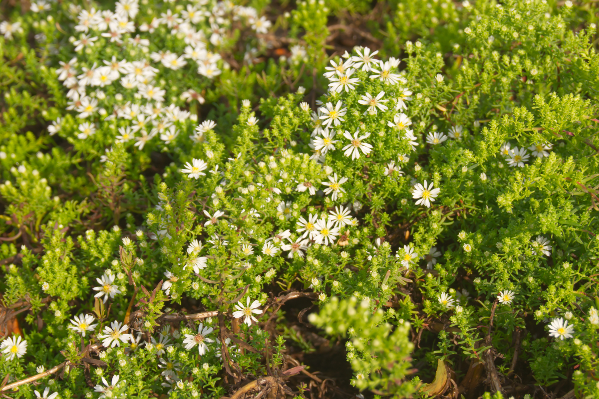 Aster pansus 'Snowflury'