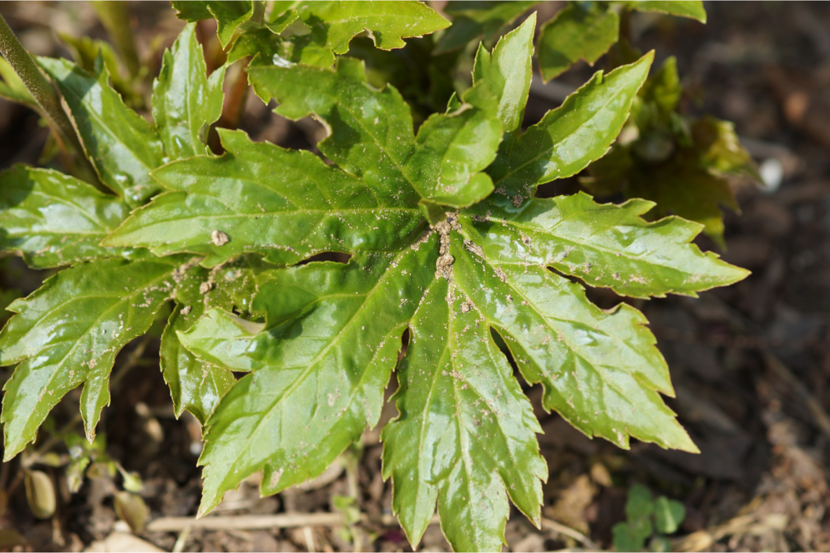 Aceriphyllum (Mukdenia) rossii